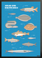 Plakat RYBY BAŁTYCKIE 50x70cm W TUBIE