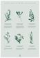 plakat Atlas Roślin Wydm Bałtyckich duży B1