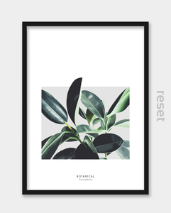 Plakat Ficus elastica 30x40cm W TUBIE