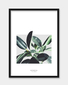 Plakat Ficus elastica 30x40cm W TUBIE